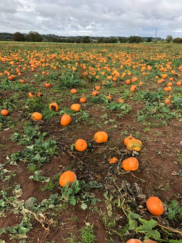 pumpkins growing in pumpkin patch