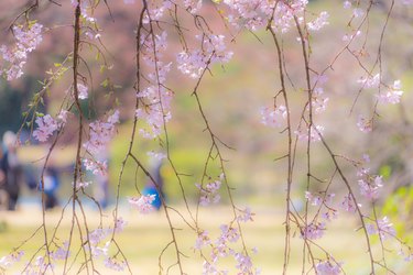 Image of the weeping cherry tree of Rikugien