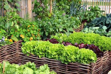 Herbs and vegetables