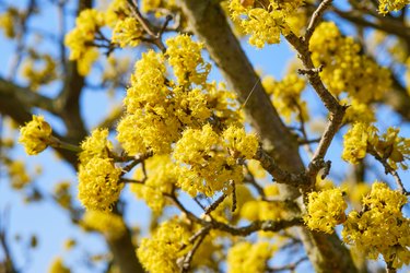 Cornelian cherry dogwood detail