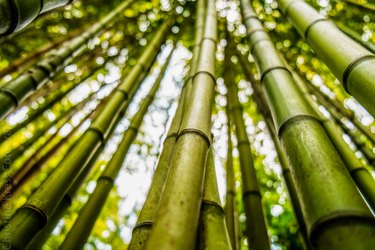 Dense bamboo forest, Lisbon, Lisboa Region, Portugal