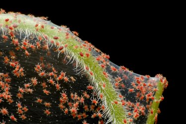 Super macro photo of group of Red Spider Mite infestation on vegetable. Insect concept.