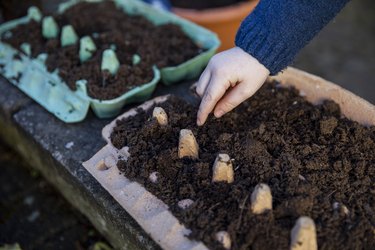 Soil in egg cartons