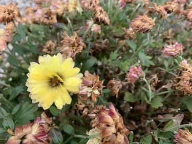 Chrysanthemum hanging on