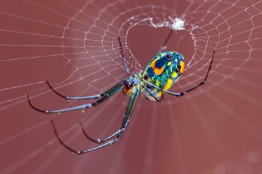 Orchard Spider