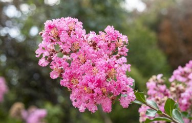 flowering plant Lagerstroemia indica, the crape myrtle - crepe myrtle or crepeflower in bloom with pink flowers close-up spring blooming