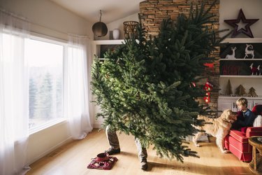 Man setting up a Christmas tree in the living room with son and dog sitting on a couch