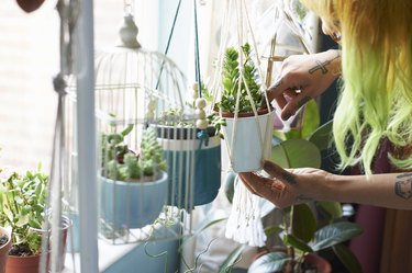 Young hipster woman tending to her succulent houseplants