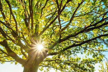 Young oak tree on a sunny day