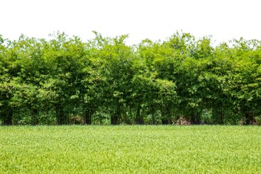 Bamboo wall with a green field isolated on white background.