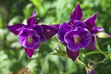 Two beautiful purple flowers of Aquilegia (Aquilegia) on a background of green leaves in the garden close-up