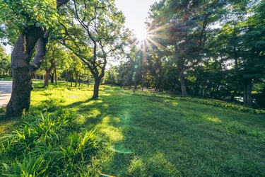 Lawn and trees in the park