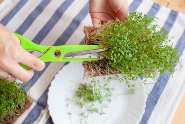 Micro green arugula or mustard sprouts in a bowl on a napkin on table