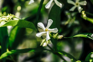 Jasminum officinale,  the common jasmine or simply jasmine,summer jasmine, poet's jasmine, white jasmine, true jasmine or jessamine