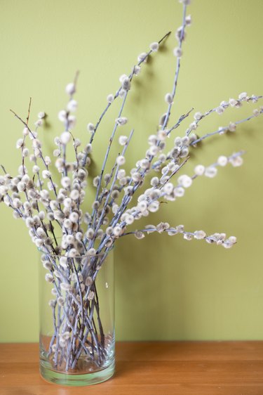 Willow Catkins in Vase