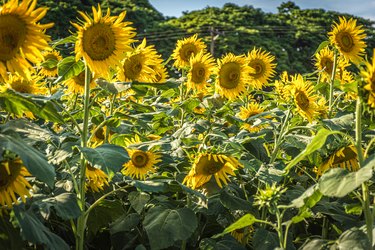 Sunflowers