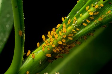 The oleander aphid, also known as the milkweed aphid, on a plant sucking cell sap.