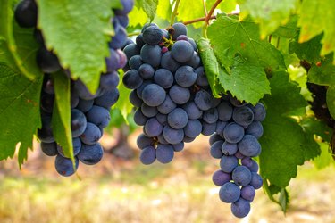French red and rose wine grapes plant, growing on ochre mineral soil, new harvest of wine grape in France
