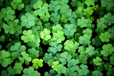 Three leaf clover backgrounds-Shamrock