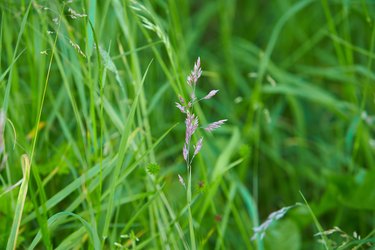 The meadow grass tall fescue (Festuca partensis) in spring. The beautiful wallpaper of Red fescue (Festuca rubra)The meadow grass tall fescue (Festuca partensis) in spring. The beautiful wallpaper of