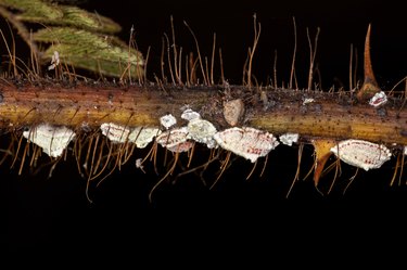 White scale insects, close-up of insect on branch against black background
