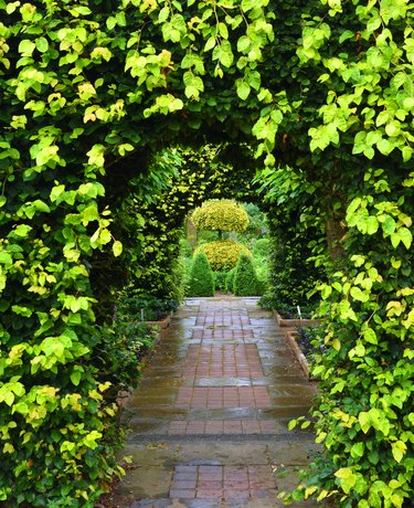 Arches in ornamental hedges and brick path