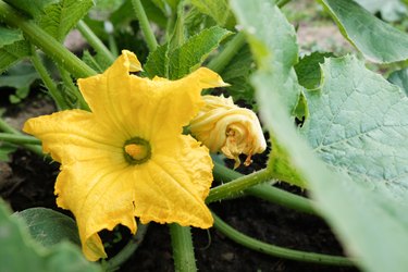 Young zucchini seedlings are in flower and growing in a greenhouse.