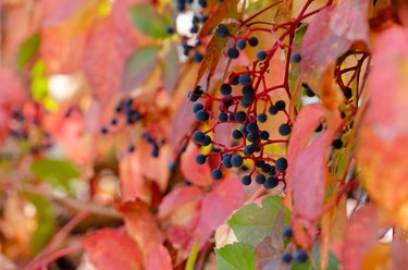 Virginia Creeper (Parthenocissus Quinquefolia) in autumn season,