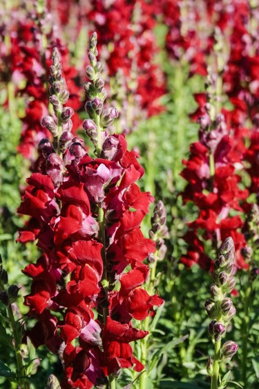 Common Snapdragon Flowers (Antirrhinum Majus) in British Columbia, Canada