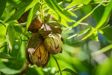 Pecan nut Cluster in shadows