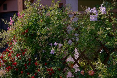 Clematis and roses on a trellis.