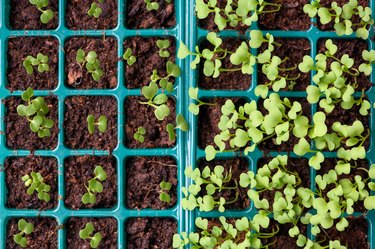 Seedqslings in plastic trays