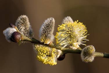 Close-up of maturing make catkins