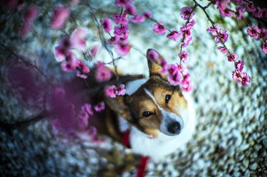 A small dog looking up at cherry blossoms that are just out of reach