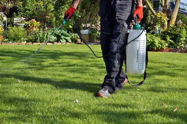 spraying pesticide with portable sprayer to eradicate garden weeds in the lawn. weedicide spray on the weeds in the garden. Pesticide use is hazardous to health.