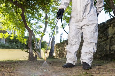 Man spraying insecticide on grass in lawn.