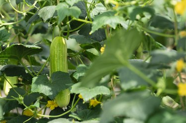 A cucumber plant with cucumber