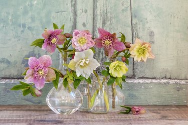 Close-up, still-life image of a collection of pretty spring Hellebore flowers, also known as Lenten roses
