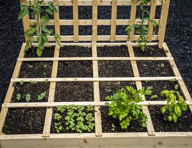 Starting a square-foot garden