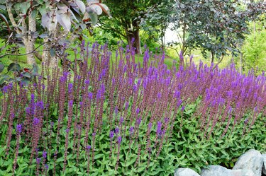 Blooming sage in a nature park. Wildflowers.