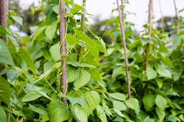 Growing the beans (Phaseolus vulgaris)