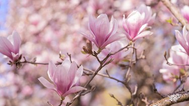 Flowers tress background banner panorama - Beautiful close up of blooming magnolia branch in spring