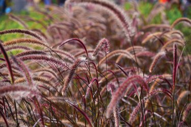 grass varieties purple