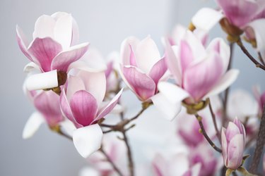 Various high-quality photos of a wonderful magnolia