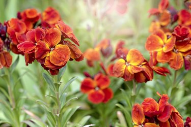 Close-up image of vibrant coloured spring flowering Wallflowers also known as Erysimum
