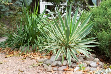 Beautiful yucca with striped leaves in beautiful home yard. Selective focus