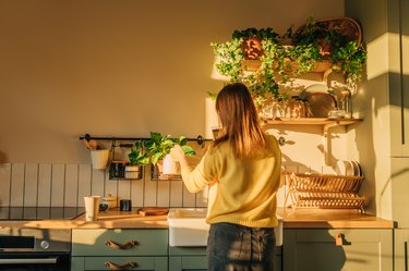 gardening home. woman replanting green pasture in home garden.indoor garden,room with plants banner Potted green plants at home, home jungle,Garden room,gardening, Plant room, Floral decor.