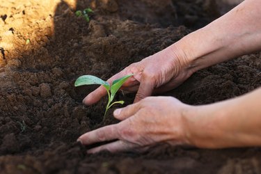 hands planting seedlings in the ground