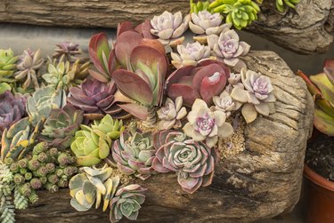 Miniature succulent plants