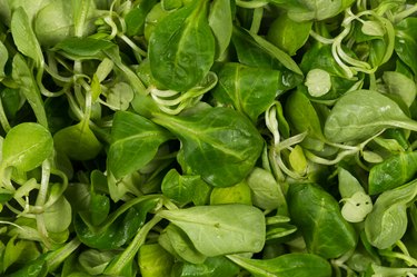 mache lettuce green salad close up background